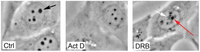 Cells 01 00774 g002 200