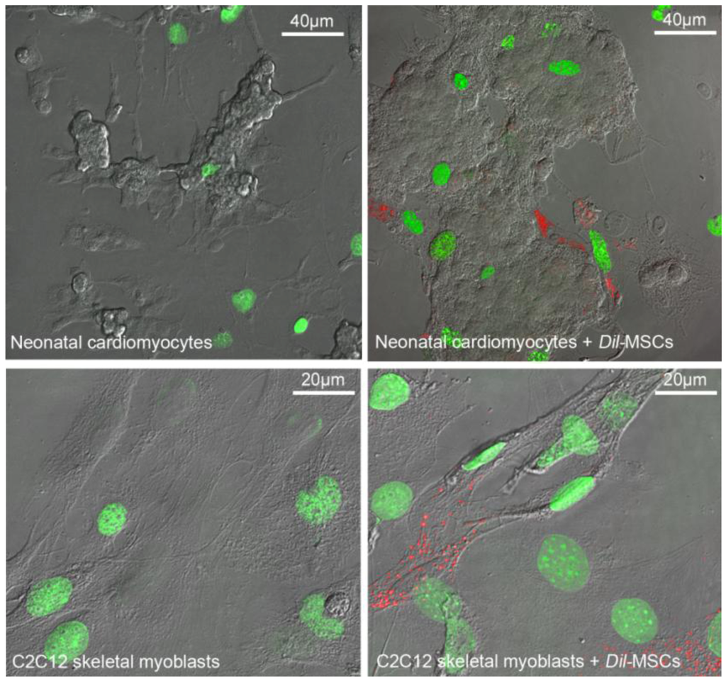Cells 01 00832 g001 1024