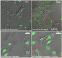 Cells 01 00832 g001 200