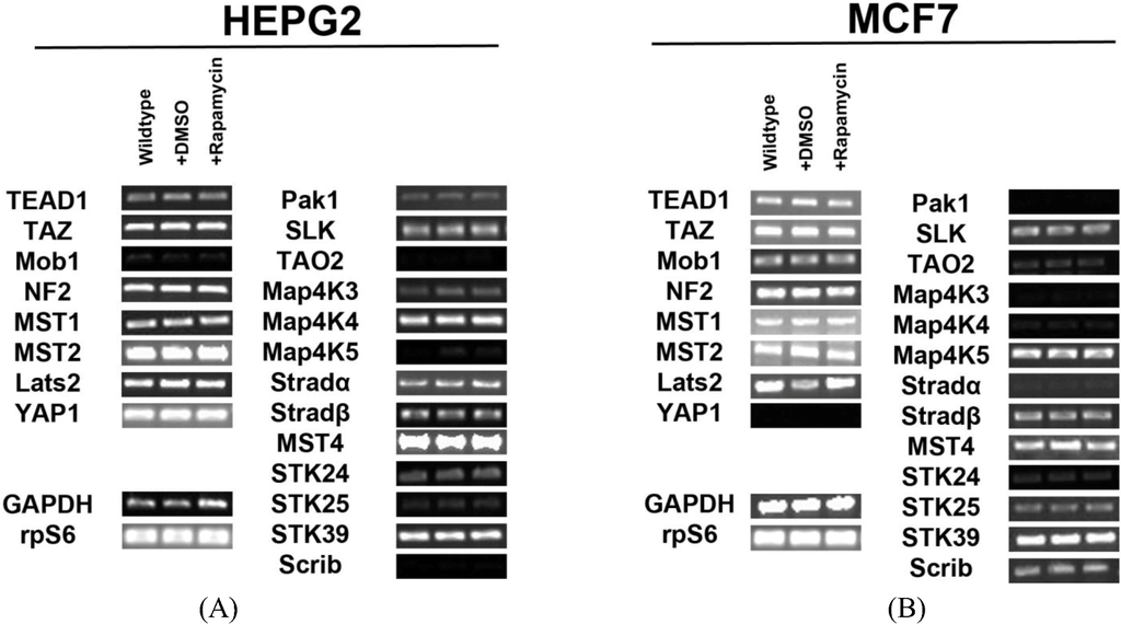 Cells 01 00886 g001 1024