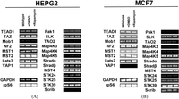 Cells 01 00886 g001 200