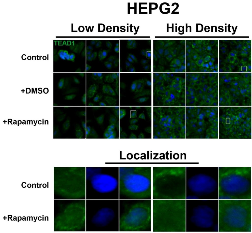 Cells 01 00886 g002 1024