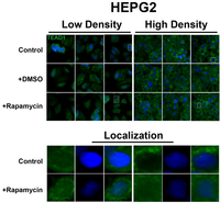 Cells 01 00886 g002 200