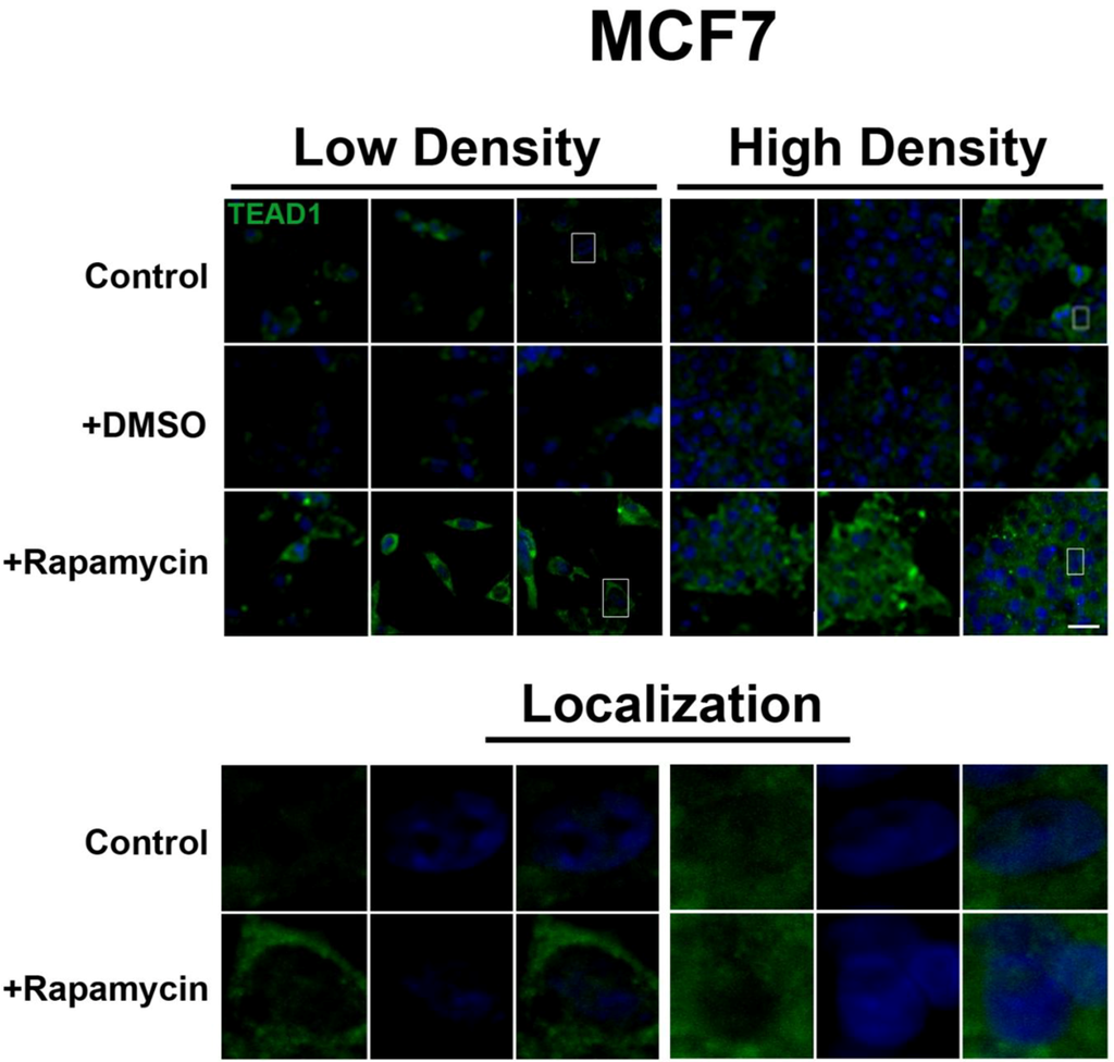 Cells 01 00886 g003 1024