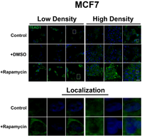 Cells 01 00886 g003 200