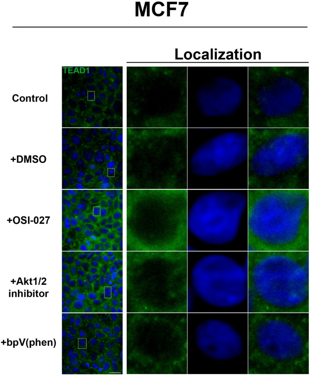 Cells 01 00886 g004 1024