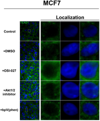 Cells 01 00886 g004 200