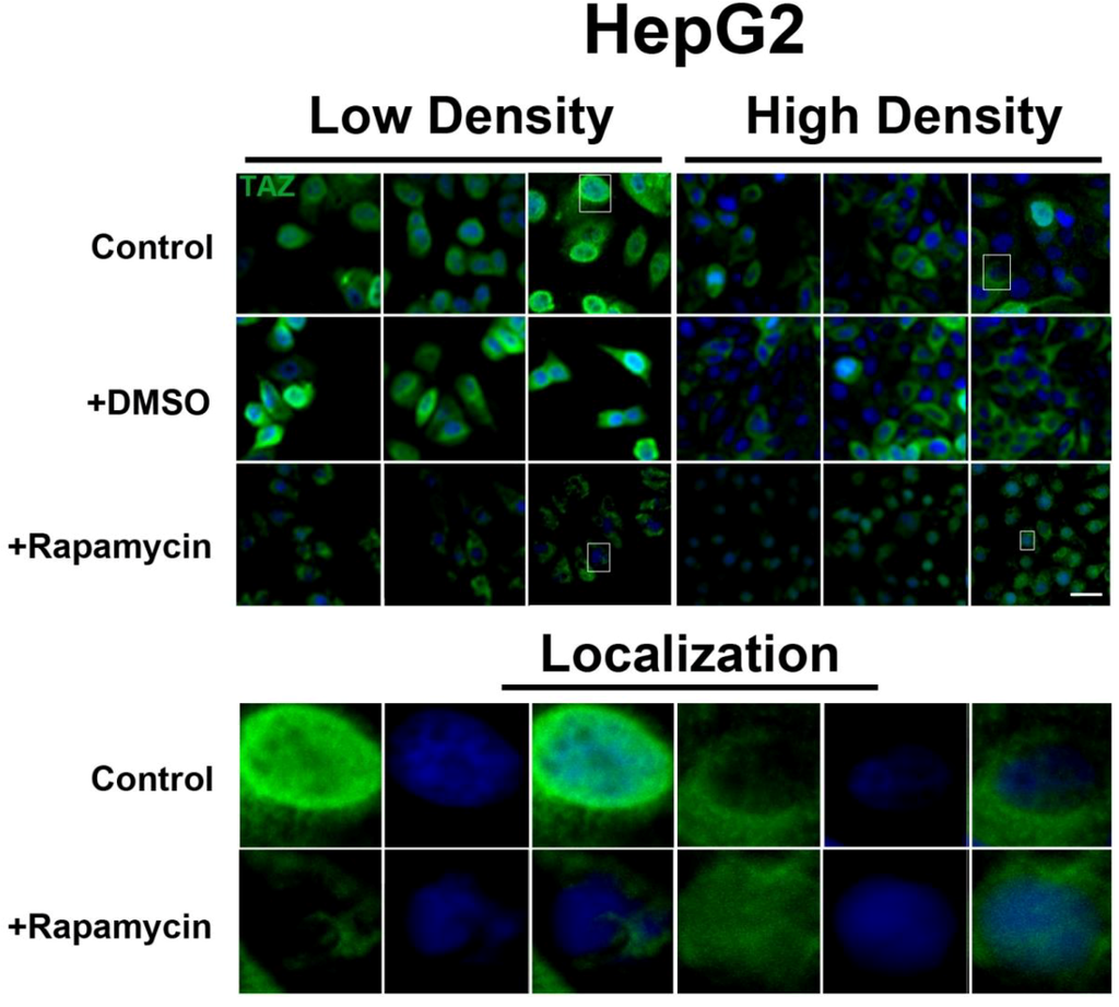 Cells 01 00886 g005 1024