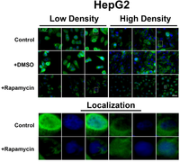 Cells 01 00886 g005 200