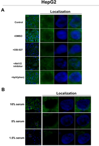 Cells 01 00886 g006 200
