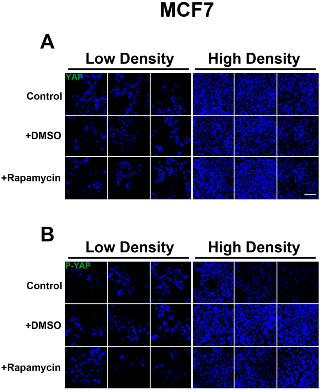 Cells 01 00886 g008 1024