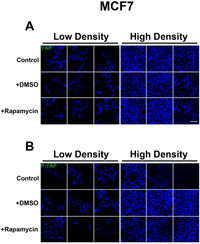 Cells 01 00886 g008 200