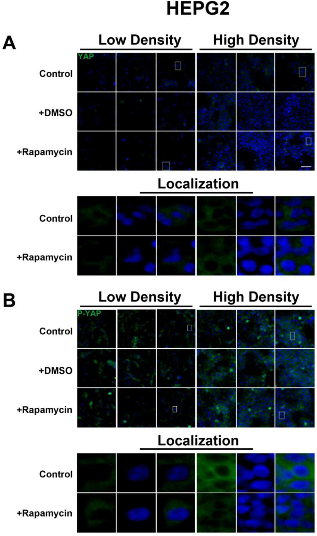 Cells 01 00886 g009 1024