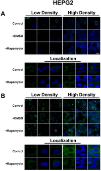 Cells 01 00886 g009 200