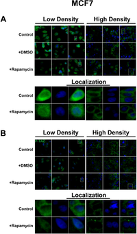 Cells 01 00886 g010 200