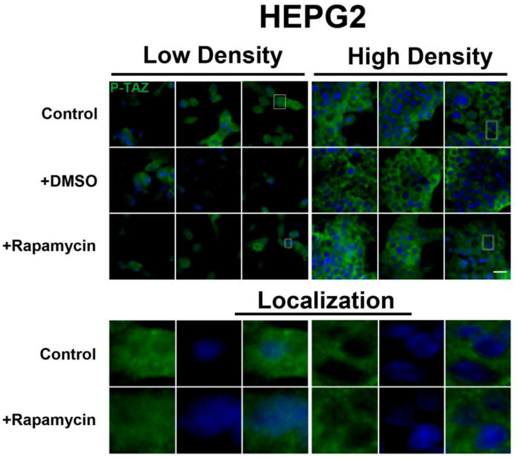Cells 01 00886 g011 1024