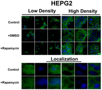 Cells 01 00886 g011 200
