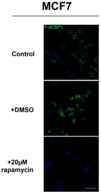 Cells 01 00886 g012 200
