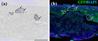 Cells 01 00905 g006 200