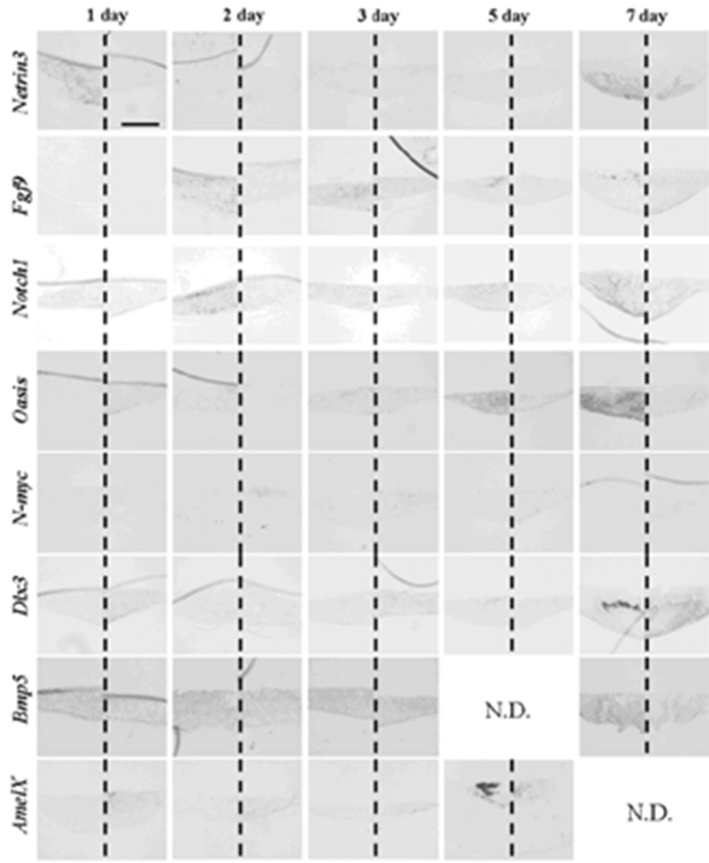 Cells 01 00905 g009 1024