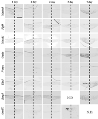 Cells 01 00905 g009 200
