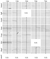 Cells 01 00905 g010 200
