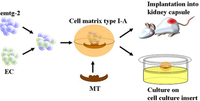 Cells 01 00905 g014 200