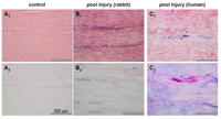 Cells 01 01010 g001 200