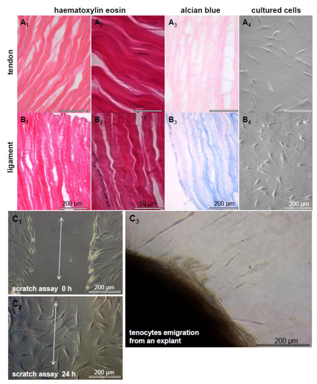 Cells 01 01010 g002 1024