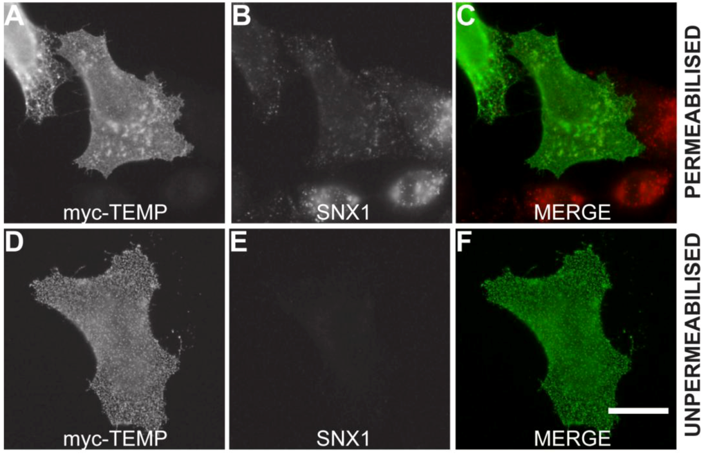 Cells 01 01029 g003 1024
