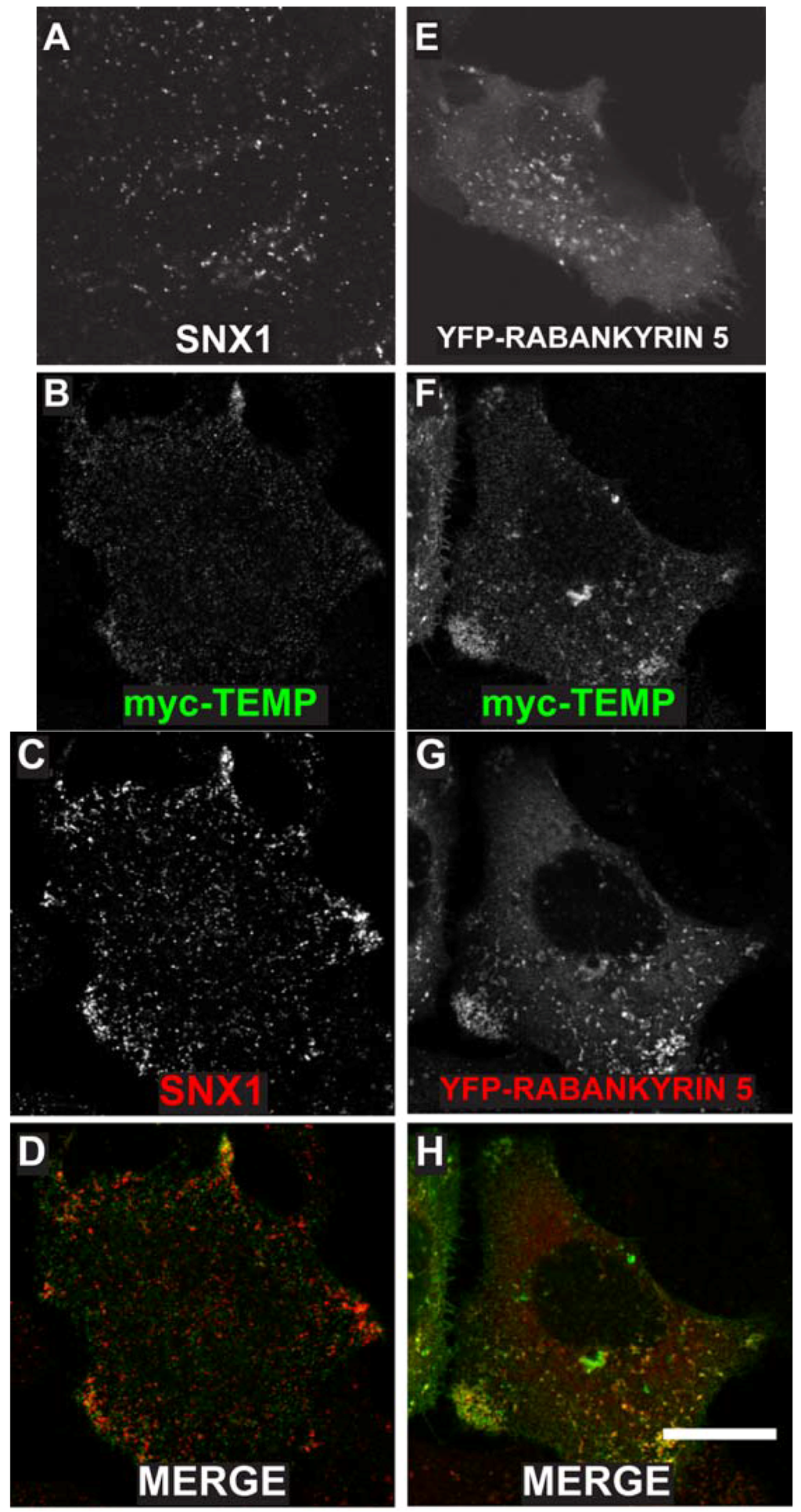 Cells 01 01029 g004 1024
