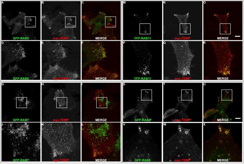Cells 01 01029 g005 1024