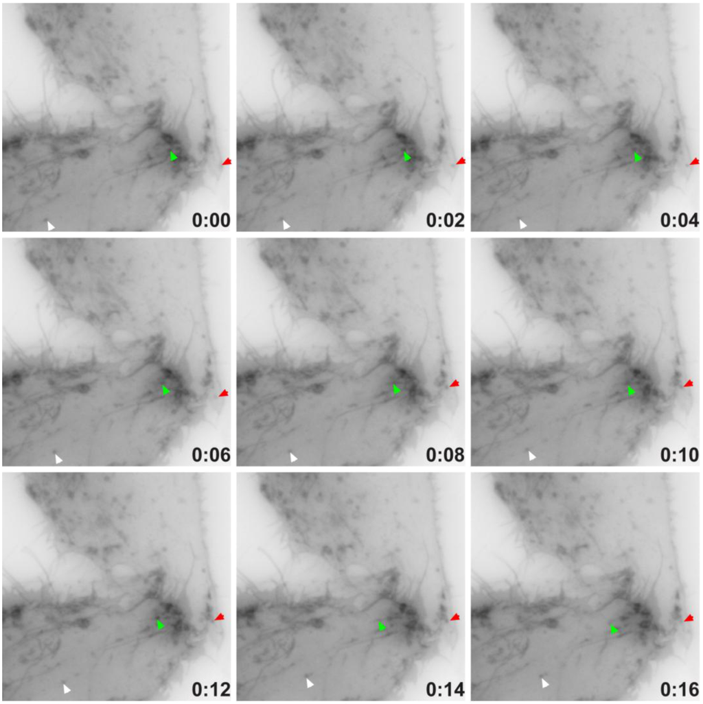 Cells 01 01029 g006 1024