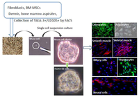 Cells 01 01045 g001 200