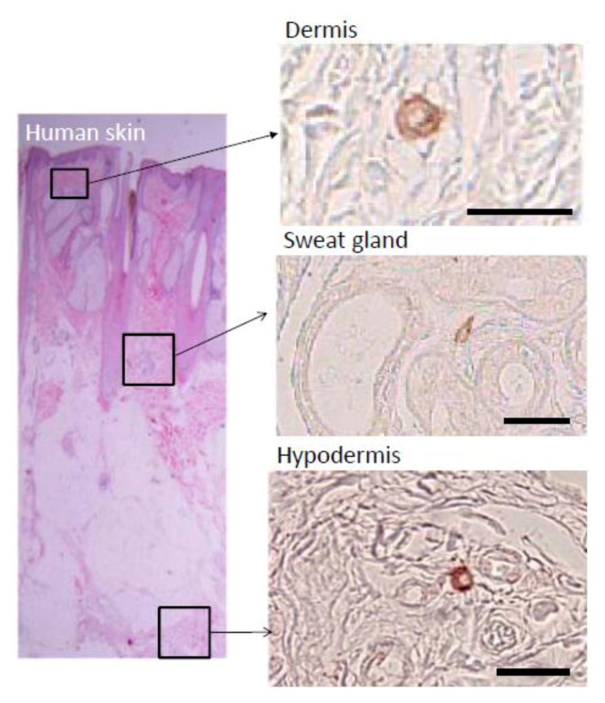Cells 01 01045 g002 1024