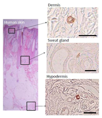 Cells 01 01045 g002 200