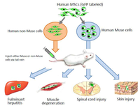 Cells 01 01045 g004 200
