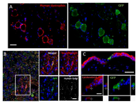 Cells 01 01045 g005 200
