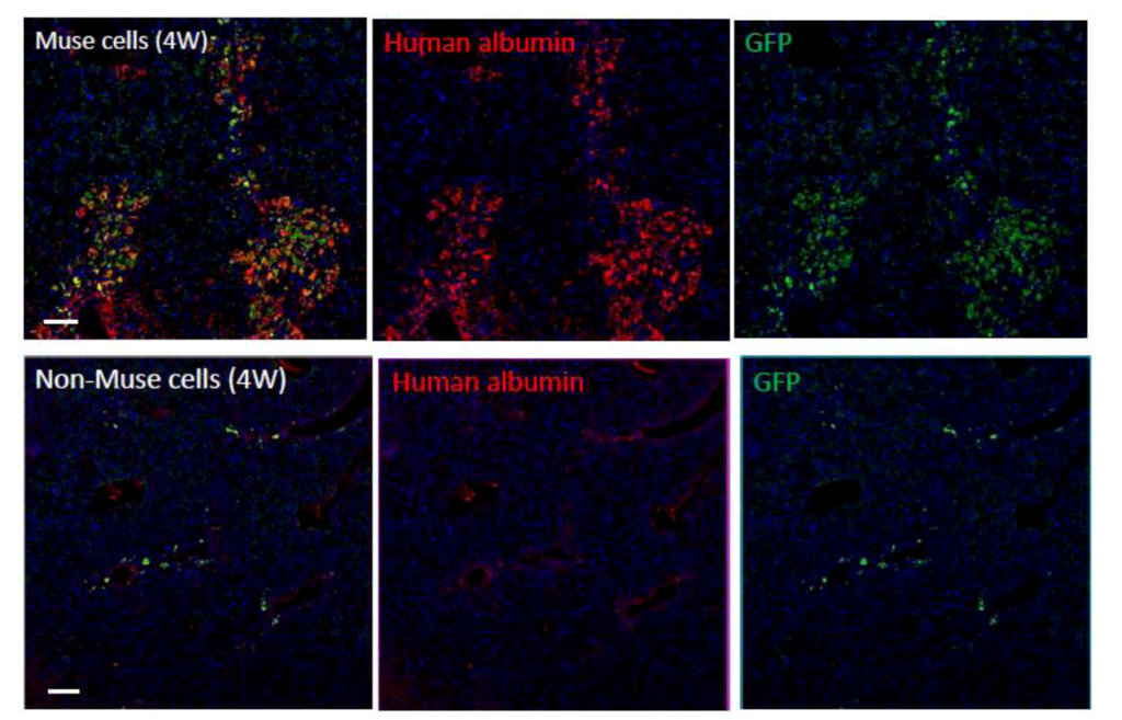 Cells 01 01045 g006 1024