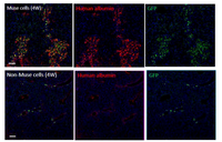Cells 01 01045 g006 200
