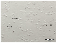 Cells 01 01061 g002 200