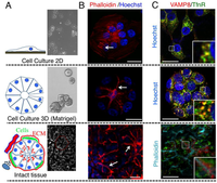 Cells 01 01121 g001 200