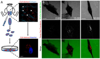 Cells 01 01121 g003 200