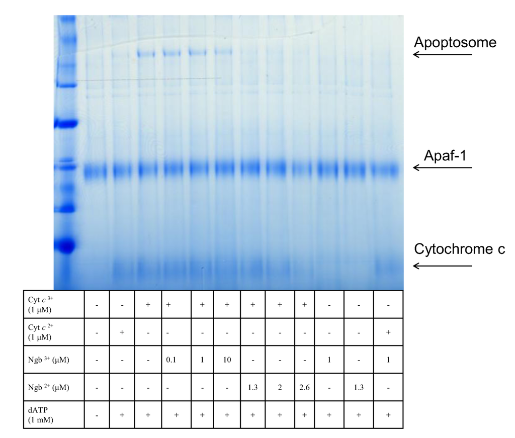 Cells 01 01133 g003 1024