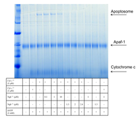 Cells 01 01133 g003 200