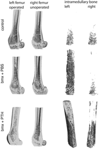 Cells 01 01168 g002 200