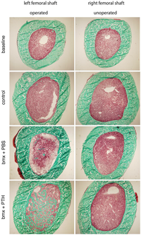 Cells 01 01168 g004 200