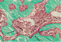 Cells 01 01168 g005 200