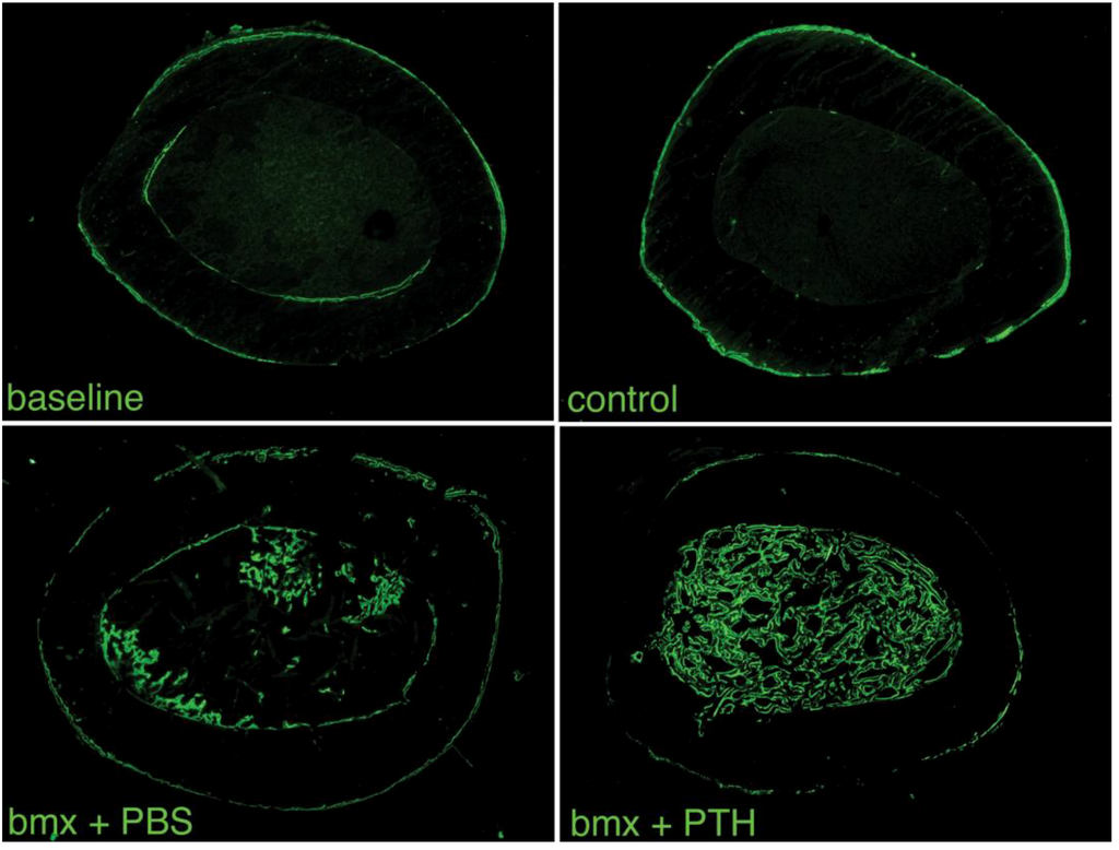 Cells 01 01168 g006 1024