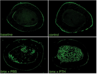 Cells 01 01168 g006 200